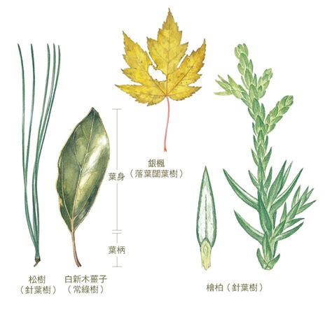 沒有樹葉的樹|《植物學家的筆記》：大家看到落葉會作何感想呢？對。